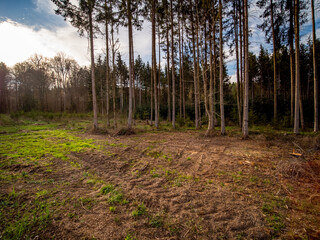 Obraz premium Wiederaufforstung im Mischwald im Frühjahr