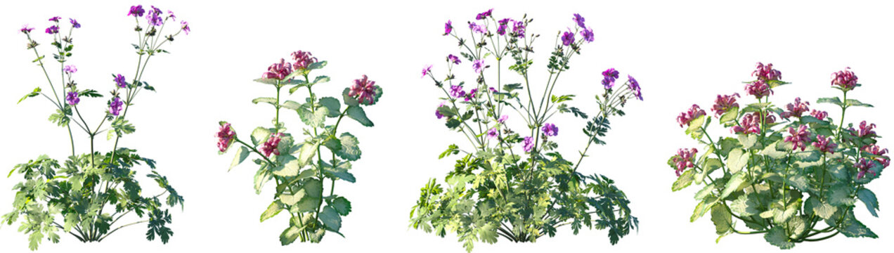Set of Geranium palmatum and Lamium maculatum frontal isolated png on a transparent background perfectly cutout high resolution