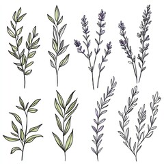 Naklejka premium Botanical illustrations of various stylized floral and leafy branches