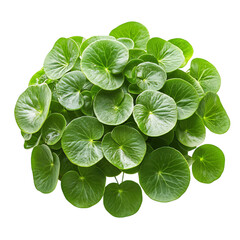 A Healthy Chinese Money Plant Pilea with Round Leaves Isolated on Transparent Background