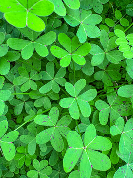 CLOSE UP: Dense patch of vibrant green English weed leaves with symmetrical structure, creating a lush, textured pattern. Bermuda buttercup foliage forming a rich ground cover in the spring garden.