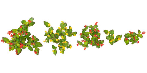 3d illustration of Canna glauca,Indian shot trees on transparent background from the top view