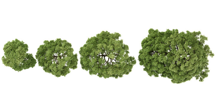 3d illustration of Khaya trees on transparent background from top view