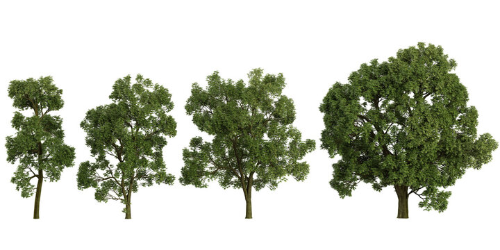 3d illustration of Khaya trees on transparent background