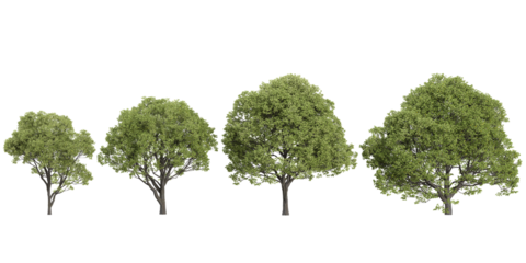 3d illustration of Plane trees on transparent background