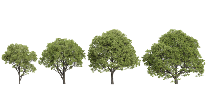 3d illustration of Plane trees on transparent background