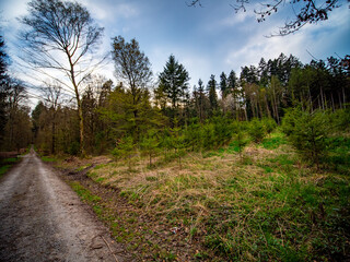 Obraz premium Wiederaufforstung im Mischwald im Frühjahr