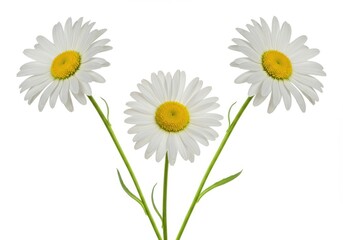 Fototapeta premium White daisies with vibrant yellow centers in symmetrical minimalist composition on white background