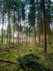 Obraz premium Abholzung in einem Fichtenwald
