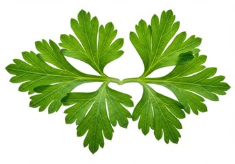 Fresh vibrant green parsley leaves with detailed texture and sharp focus isolated on white background