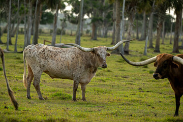 Long horn Forida