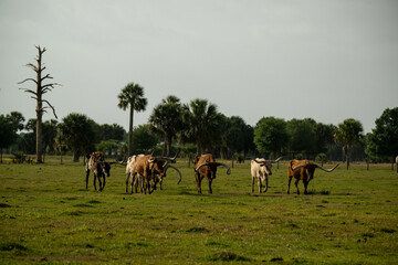 longhorn cows
