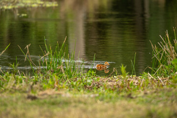 sandhill crane baby swimming