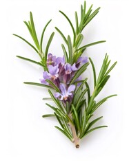 Fototapeta premium Fresh rosemary sprig with purple flowers on a white background, ideal for food and cooking themes