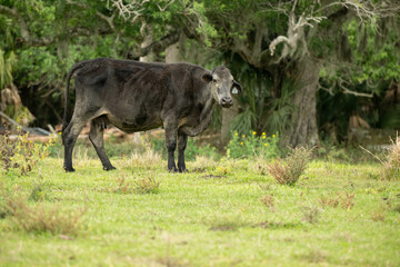 Cow in field