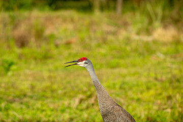 Sandhill crane