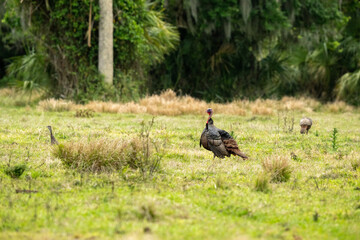 Turkey in field