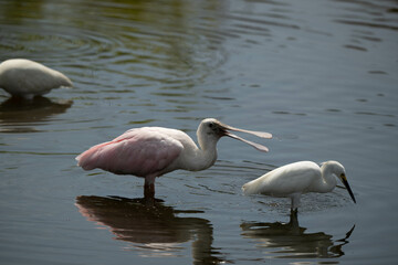 spoonbill in Florida