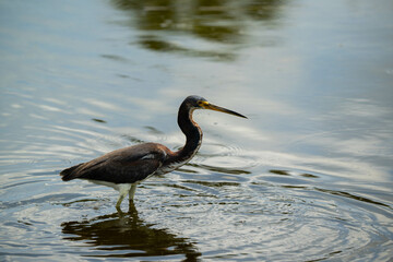 heron in water