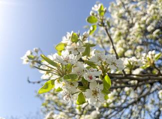 White blossoms on tree branches in sunlight.