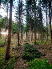 Abholzung in einem Fichtenwald