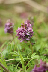 The forest flowers of purple corydalis are used as medicinal herbs.