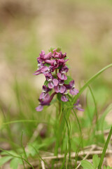 The purple flowers of the forest Corydalis have unique healing properties.