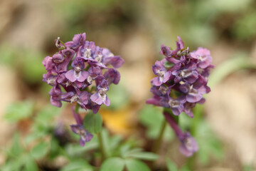 Early forest flowers of Corydalis purpurea are the raw material for the production of medicinal...