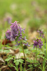 Purple forest flowers of corydalis have medicinal anti-cancer properties.
