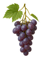 Fototapeta premium Freshly picked red grapes with leaves isolated on transparent background, ideal for healthy eating and winemaking concepts