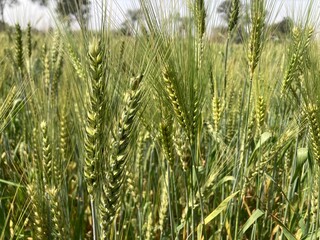 Green wheat field, golden wheat ears, close-up agriculture, sunlit crop, rural landscape, organic farming wheat field in summer