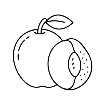 recommend clip art: apricot fruit icon, apricot fruit line art - simple line art of apricot fruit, perfect for apricot fruit logos and icons