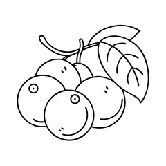 camu camu fruit icon, camu camu fruit line art - simple line art of camu camu fruit, perfect for camu camu fruit logos and icons
