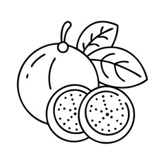 jabuticaba fruit icon, jabuticaba fruit line art - simple line art of jabuticaba fruit, perfect for jabuticaba fruit logos and icons