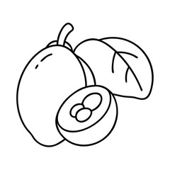 loquat fruit icon, loquat fruit line art - simple line art of loquat fruit, perfect for loquat fruit logos and icons