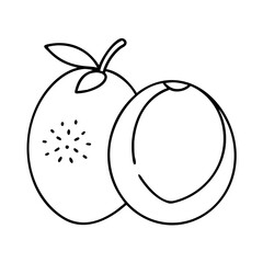 marula fruit icon, marula fruit line art - simple line art of marula fruit, perfect for marula fruit logos and icons