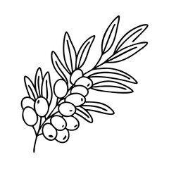sea buckthorn icon, sea buckthorn line art - simple line art of sea buckthorn, perfect for sea buckthorn logos and icons