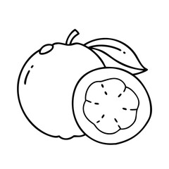 white sapote icon, white sapote line art - simple line art of white sapote, perfect for white sapote logos and icons