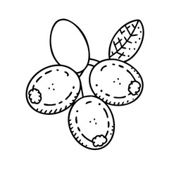 yumberry icon, yumberry line art - simple line art of yumberry, perfect for yumberry logos and icons