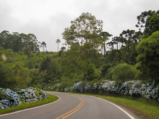 Beautiful Rota Romantica road with blooming blue Hydrangea (Hortensia) flowers, Gramado, Serra Gaucha, Rio Grande do Sul, Brazil