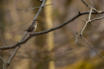 Beautiful nature scene with Eurasian Wren