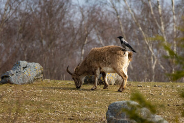 Daghestan tur. Wildlife animal.