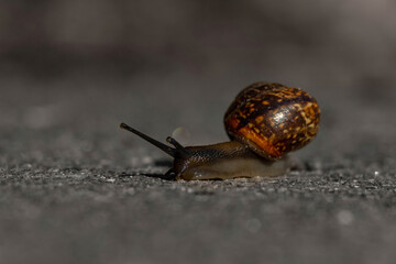 Nature Speed concept Big snail