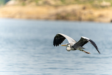 Grey heron or ardea cinerea in flight