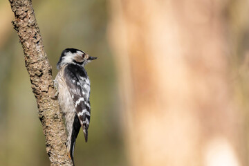 Lesser spotted woodpecker (Dryobates minor) Female