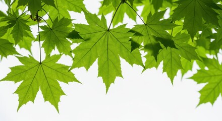Bright green maple leaves against a bright neutral backdrop view
