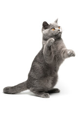 Playful British shorthair cat with blue and grey fur engaged in lively activity against isolated on white. British young cat funny expression and funny pose stands on hind legs, playing.