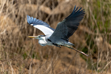 Grey heron or ardea cinerea in flight