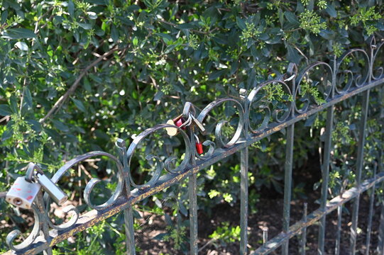 Metal fence with padlocks symbolizing love and commitment. Romantic tradition of couples leaving locks on a bridge or railing. Close-up detail in sunlight. - Powered by Adobe