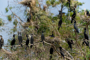 nesting Indian Cormorant in tree surrounded by flock. Phalacrocorax fuscicollis.